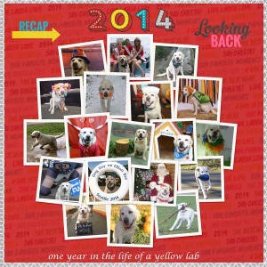 lilypad-moc-jan-28-year-in-review