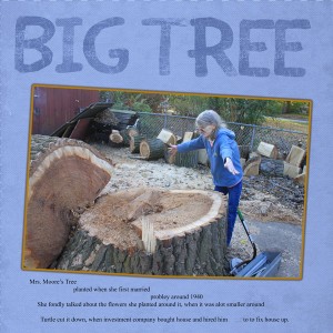 moc 29 big tree