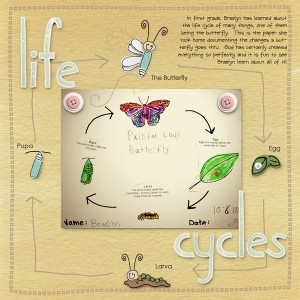 Life Cycle