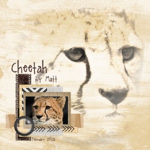 Cheetah