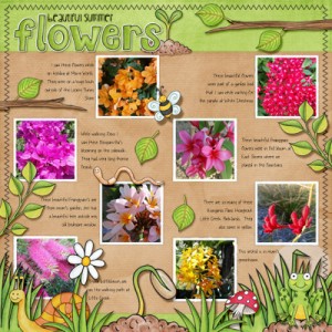 Beautiful Summer Flowers