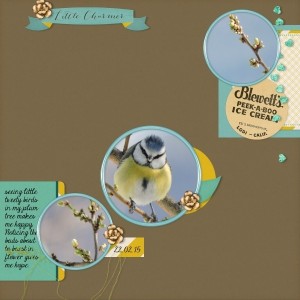 bluetit
