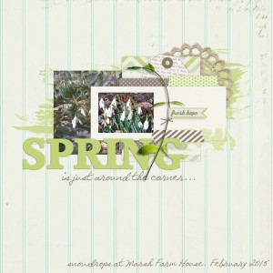 Spring snowdrops