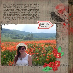 poppy field