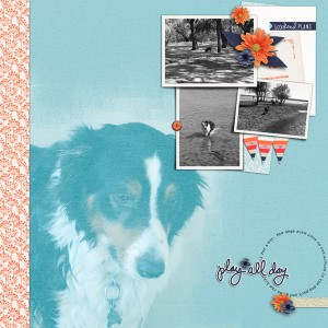 Dog Park