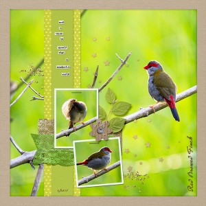 Red Browed Finch