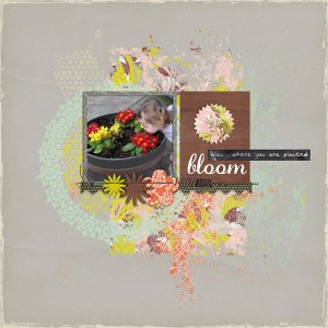 bloom