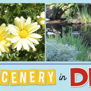 Scenery in Disneyland