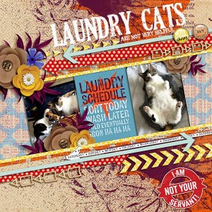 laundry cats