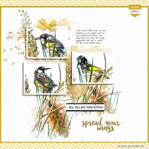 New Holland Honeyeaters