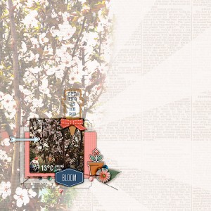 Bloom