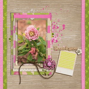 Phoebe Plant