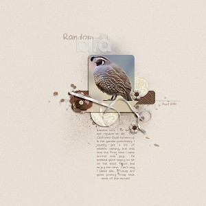 Random Bird