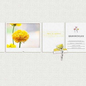 04_28_15-ranunculus