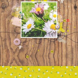 Daisies