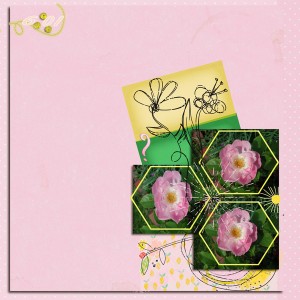 moss rose or rose