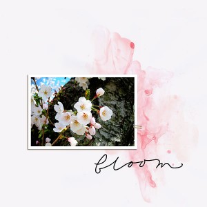 Bloom
