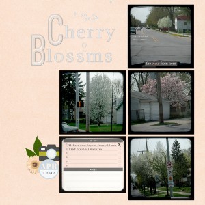 viewpoint cherry blosoms