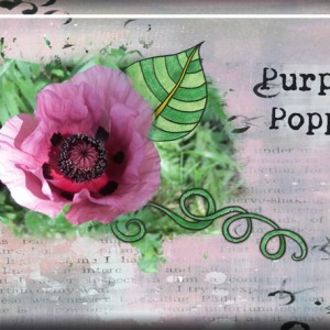 Purple Poppy