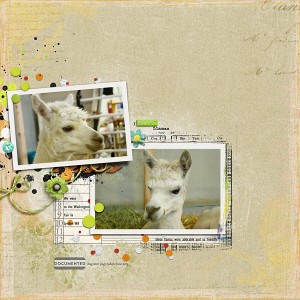 I Heart Llamas