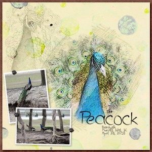 The Peacock