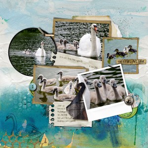 cygnets