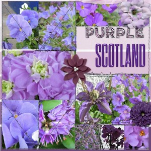 purple Scotland