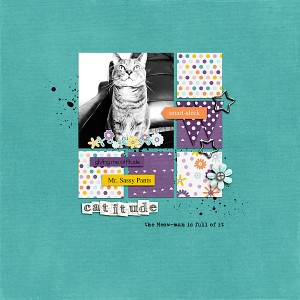 Catitude