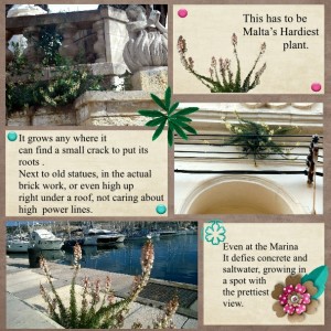 Hardy plant FIU challenge July