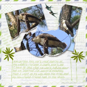 Osprey