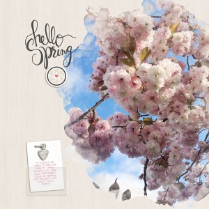 Cherry Blossoms