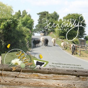 Cows In The Road!