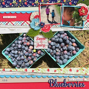 Blueberry Picking 2015