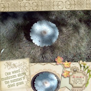1508 random mushroom3