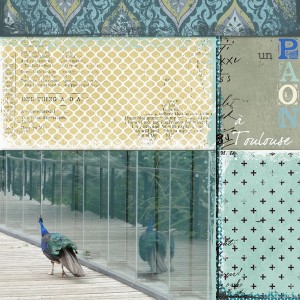 a peacock in Toulouse