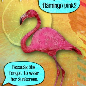 Why is the flamingo pink?