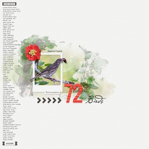 72 type of birds
