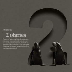 two sea lions