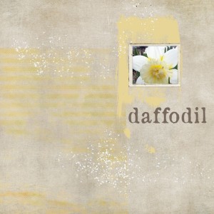 Daffodil