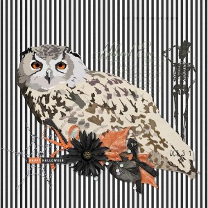Owl