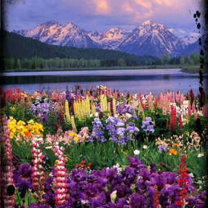 Nature's Gift
