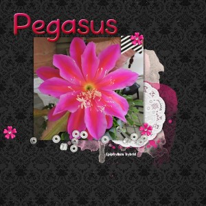 Pegasus