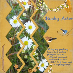 Bushy Aster