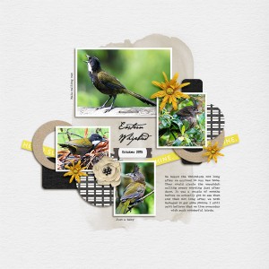 Whipbirds