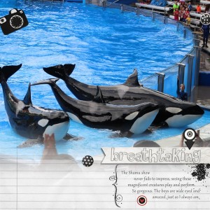 Breathtaking Shamu
