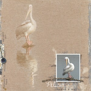 Pelican