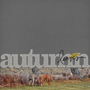 autumn leaves
