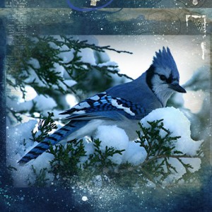 cath aj4 memory evergreens