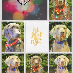 DYD 2015: Dog lights