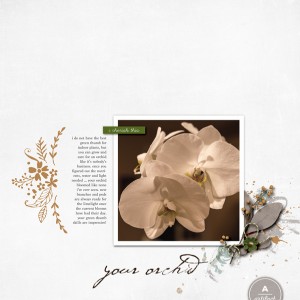 your orchid